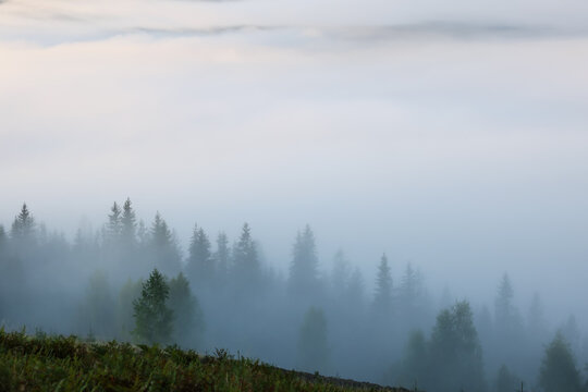 Picturesque view foggy forest in mountains on morning © New Africa