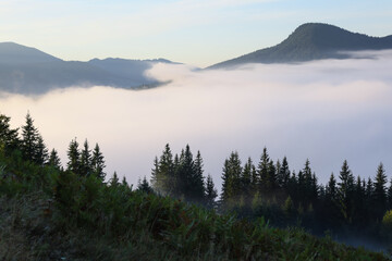 Picturesque view foggy forest in mountains on morning