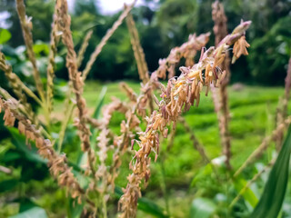 Maize, also known as corn, is a cereal grain first domesticated by indigenous peoples in southern Mexico about 10,000 years ago.