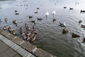 Ducks on the lake of Reykjavik