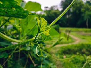 Trichosanthes cucumerina is a tropical or subtropical vine. Its variety T. cucumerina var. anguina raised for its strikingly long fruit.