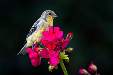 Small Goldfinch, Spinus tristis, perching on a bright pink Begonia flower isolated with a black background.