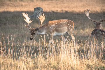 Fallow deer in the nature