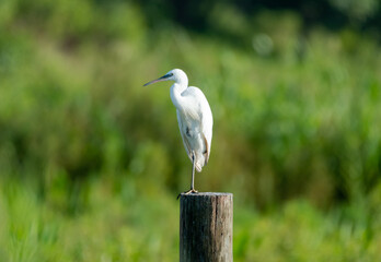 Peaceful photo of a Great Egret, Ardea alba, perching on a log stump in a field in the morning sunlight.