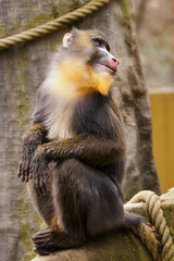 Baboon sitting on a tree trunk with ropes in the background.