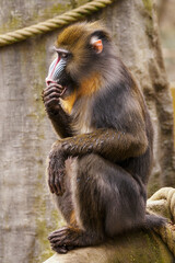 Baboon sitting on a tree trunk with ropes in the background.
