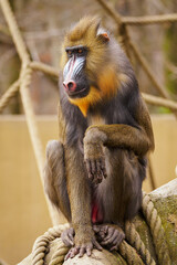 Baboon sitting on a tree trunk with ropes in the background.