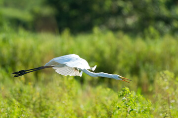  Great Egret, Ardea alba, flying through a field in the early morning light.
