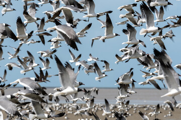 A flock of Laughing Gulls, leucophaeus atricilla, taking fight on the mudflats near the coast of...