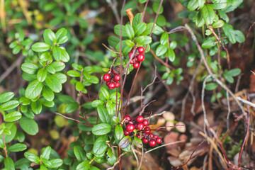 Process of collecting and picking berries in the forest of northern Sweden, Lapland, Norrbotten, near Norway border, girl picking cranberry, lingonberry, cloudberry, blueberry, bilberry and others