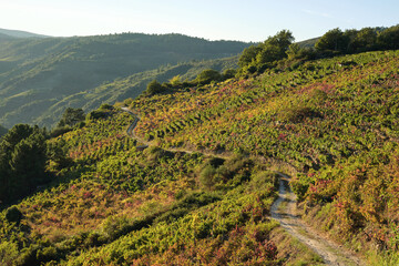 Autumnal colored terraced vineyards in Ribeira Sacra
