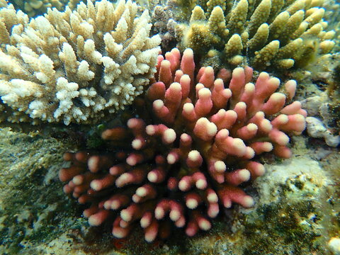 Acroporid coral Acropora lamarcki and Hood coral or Smooth cauliflower coral (Stylophora pistillata) undersea, Red Sea, Egypt, Sharm El Sheikh, Nabq Bay