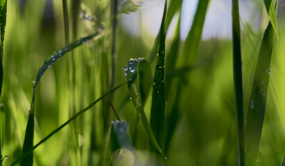 grass with drops