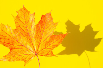 Naklejka na ściany i meble Texture of multicolored maple leaf with shadow on yellow surface. Autumn composition. Bright autumn foliage lies on yellow background with copy space.