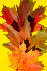 Naklejka na ściany i meble Bright autumn leaves lie on yellow background with copy space. Texture of multicolored maple leaves with shadow on yellow surface. Autumn composition.