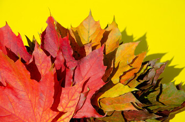 Bright autumn leaves lie on yellow background with copy space. Texture of multicolored maple leaves in bouquet with shadow on yellow surface. Autumn composition.