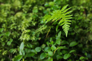 Green fern growing in forest, closeup. Space for text