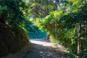 Obraz premium 桂浜の森