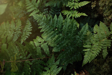 Green fern growing in forest on sunny day, above view