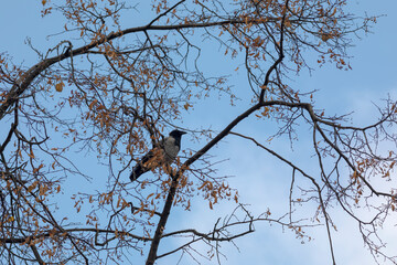 A crow on a branch of a tree with yellowed foliage, blue sky background