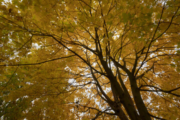 Obraz premium Autumn colorful maple leaf. Tree changing colors in fall. Orange and red leaves on branches.