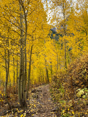 Autumn leaf colors Colorado