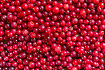 Fresh red and round cranberries, top view