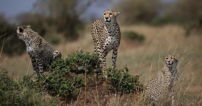 cheetahs are resting in the savannah
