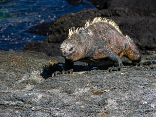 Portrait of a Marine Iguana on a Lava Rock Galapagos Island