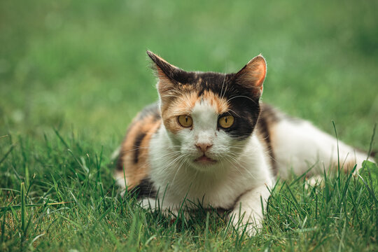 Cat Green Grass Summer Beautiful Cat with great Eyes