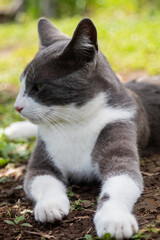 Naklejka na ściany i meble gray cat on the grass
