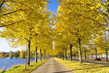 Yellow walkway