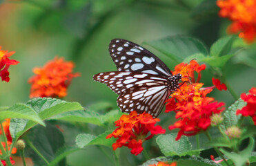 Fototapeta na wymiar Beautiful Butterflies roam in nature.,monarch butterfly on flower