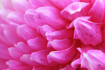 Chrysanthemum flower macro,beautiful pink flower in full bloom in the garden 