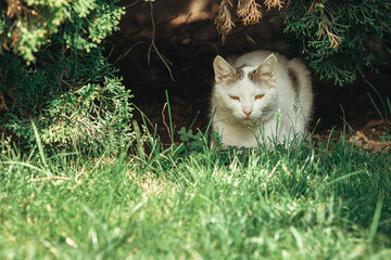 Fototapeta na wymiar Cat Green Grass Summer Beautiful Cat with great Eyes