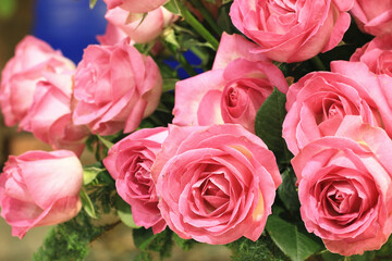 Blooming romantic fresh pink roses,beautiful pink roses in full bloom in the garden,close-up 