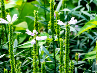 Obraz premium 滋賀県大津市膳所城跡公園を散策