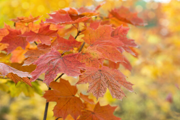 Red maple leaves on a defocused background of golden autumn forest. Shallow depth of field