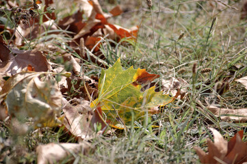 Yellow autumn leaf among the grasses and around it other withered leaves. Close-up photo.