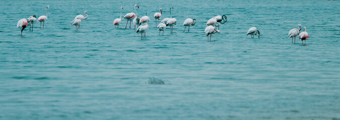 Group of flamingo birds in water on wild