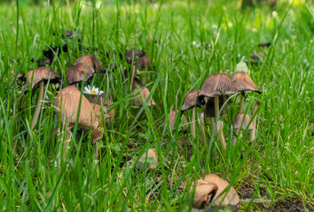 Brown mushrooms hidden in the grass