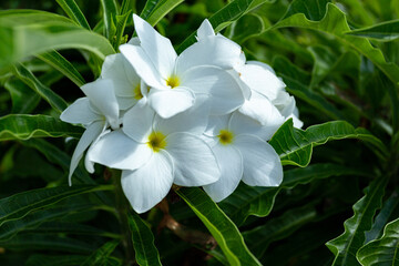white and yellow flowers