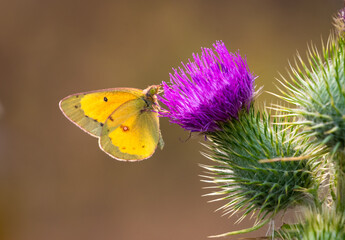 Obraz premium A Yellow Sulphur butterfly feeding nectar from a purple cactus flower with warm sunlight on a brown background.