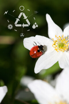 A ladybird on a wood anemone, Stockholm, Sweden. with digital symbols