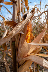 Ear of corn on the farm