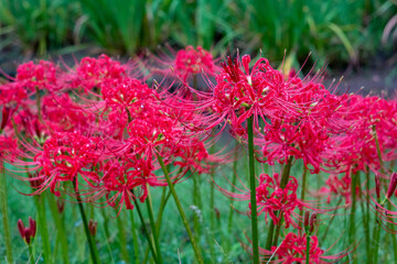 雨に濡れた彼岸花