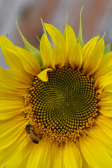 Close up of Bee on a yellow sunflower. Sunflower blooming. Insects frolic on colorful flowers to...