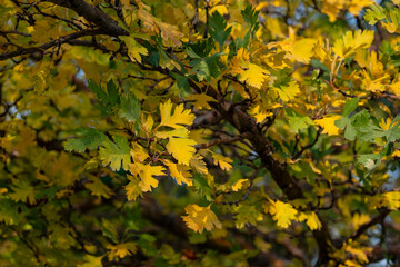 Naklejka na ściany i meble Yellow foliage on tree branches