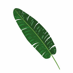 hand drawn tropical leaf