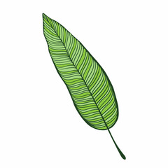 Obraz premium hand drawn tropical banana leaf. Flat style illustration